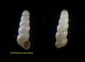 Moitessieria&nbsp;simoniana